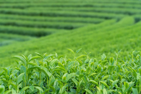 Unlock Premium Flavour: Your Guide to Buying Matcha Green Tea in Bulk