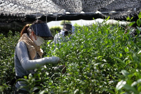 Does Matcha Contain Chlorophyll? Unpacking the Green Goodness