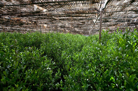 Unlock Premium Quality: Your Guide to Sourcing Bulk Ceremonial Matcha