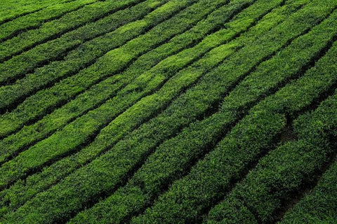 How to Source the Best Organic Matcha Bulk for Your Business in 2026