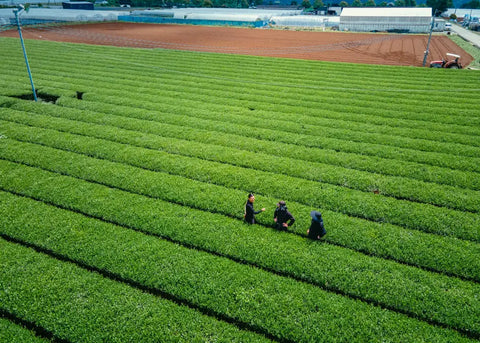 Your Ultimate Guide to Sourcing Premium Matcha Tea Wholesale